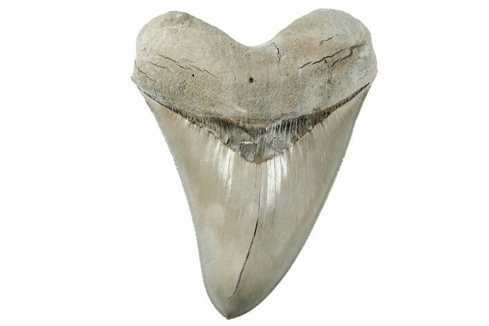” Fossil Aurora Megalodon Tooth - Collector Quality #215421